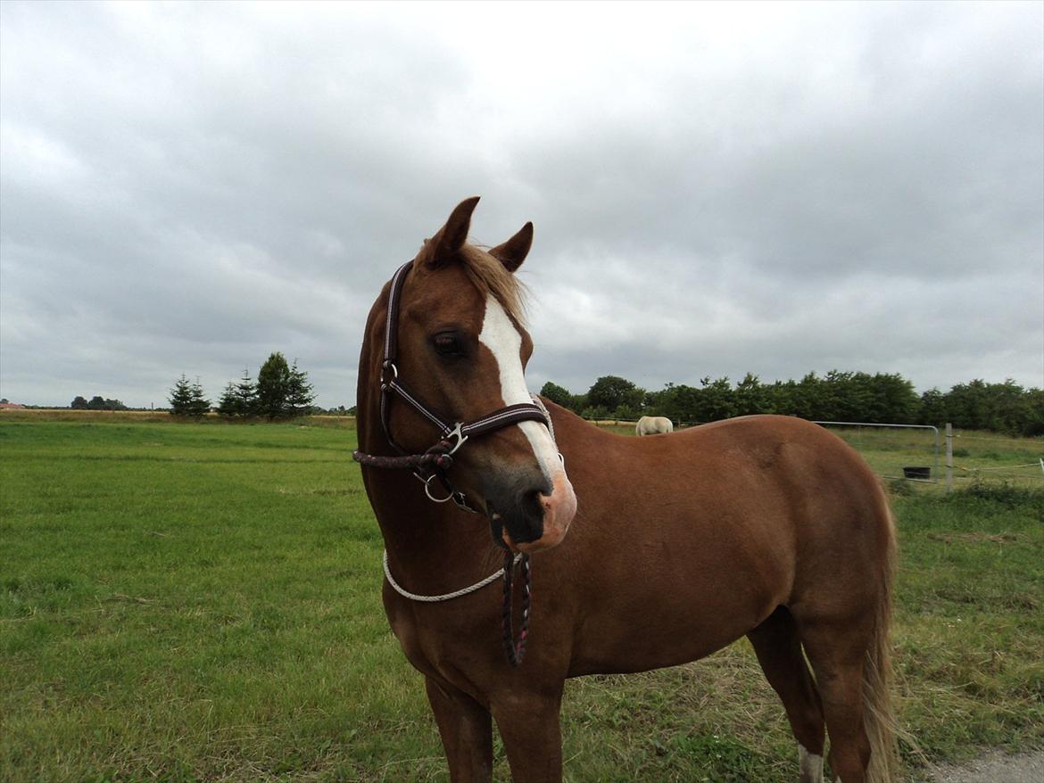 Hollandsk Sportspony U-peter - NB FOTO billede 4
