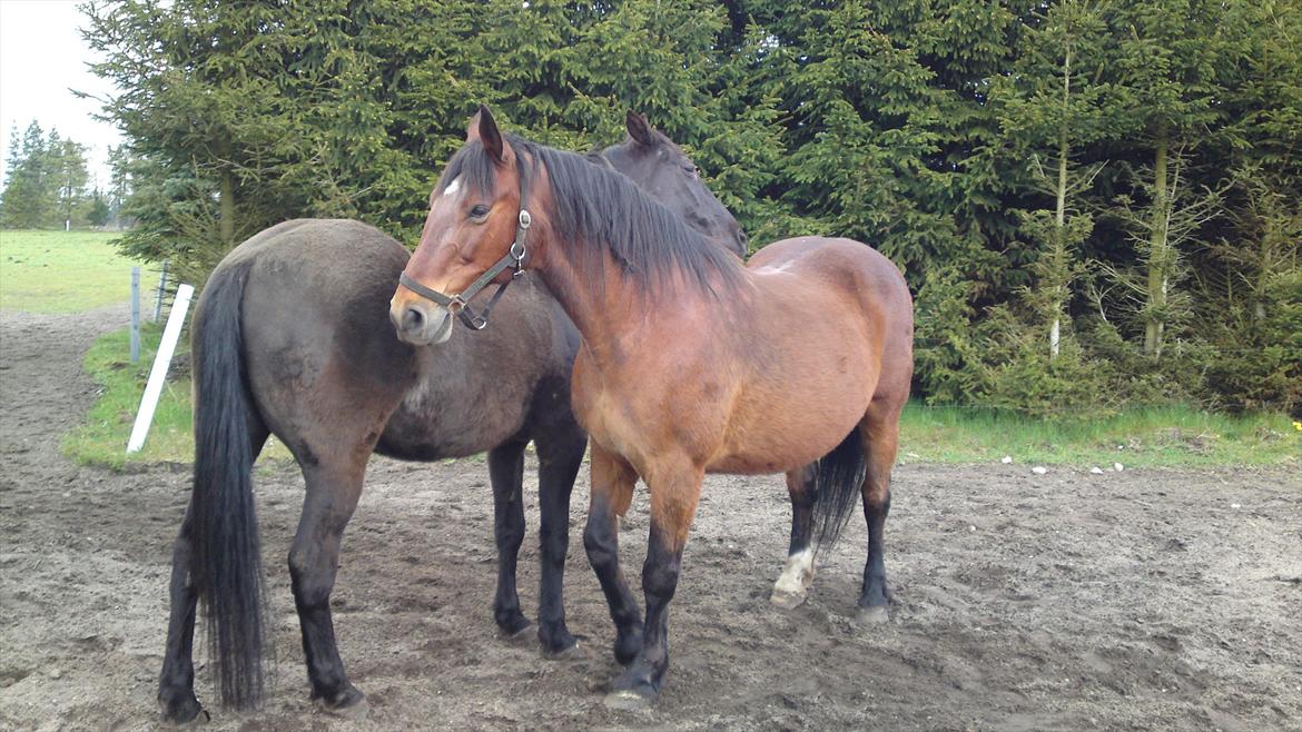 Anden særlig race Nevada - Gemmer mig mig lige bag min makker. billede 2