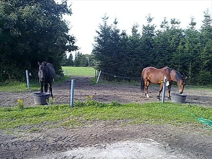 Anden særlig race Nevada - Så er det spisetid billede 3