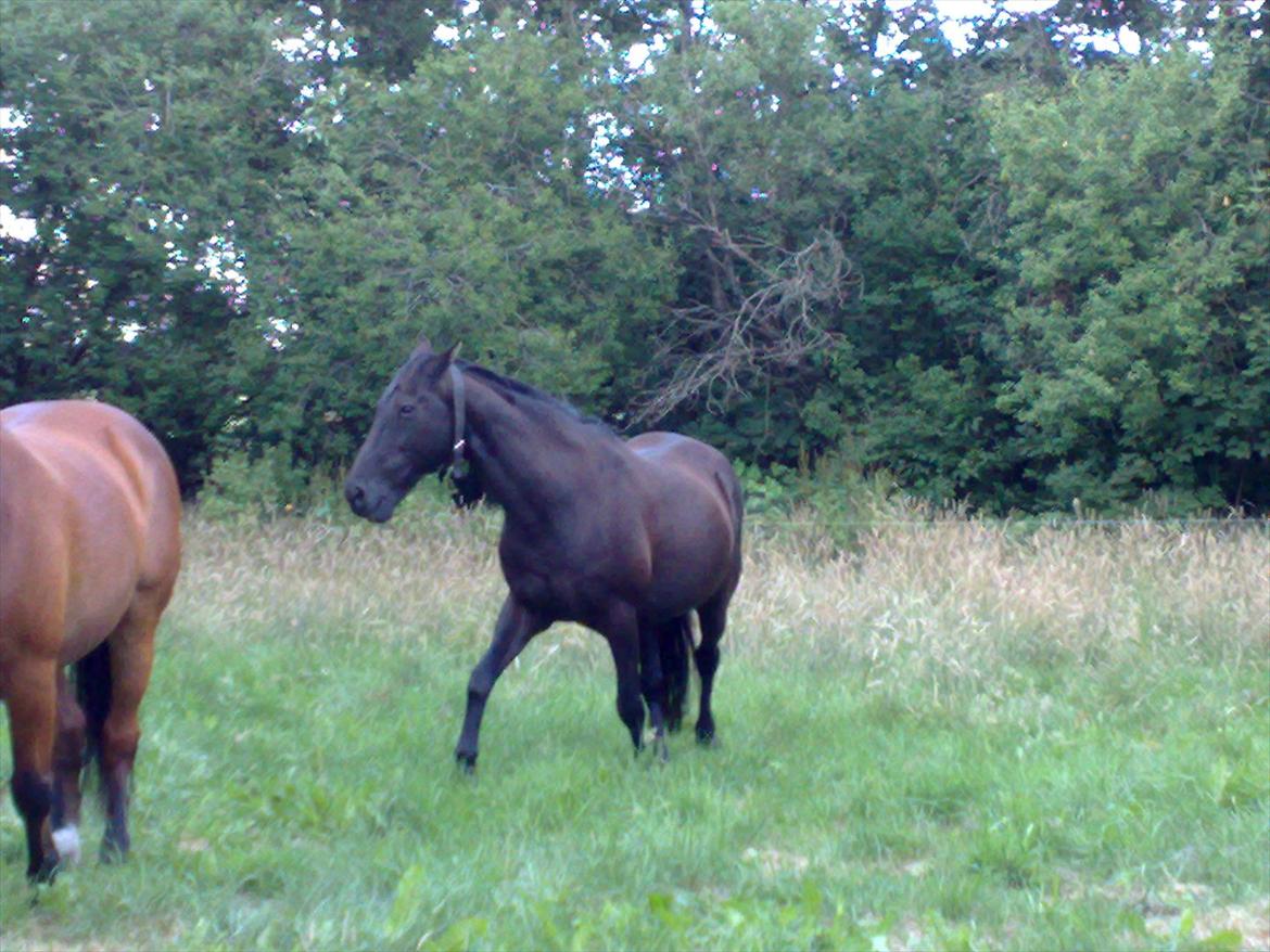 Anden særlig race Nevada - Hader paparazzia. billede 4