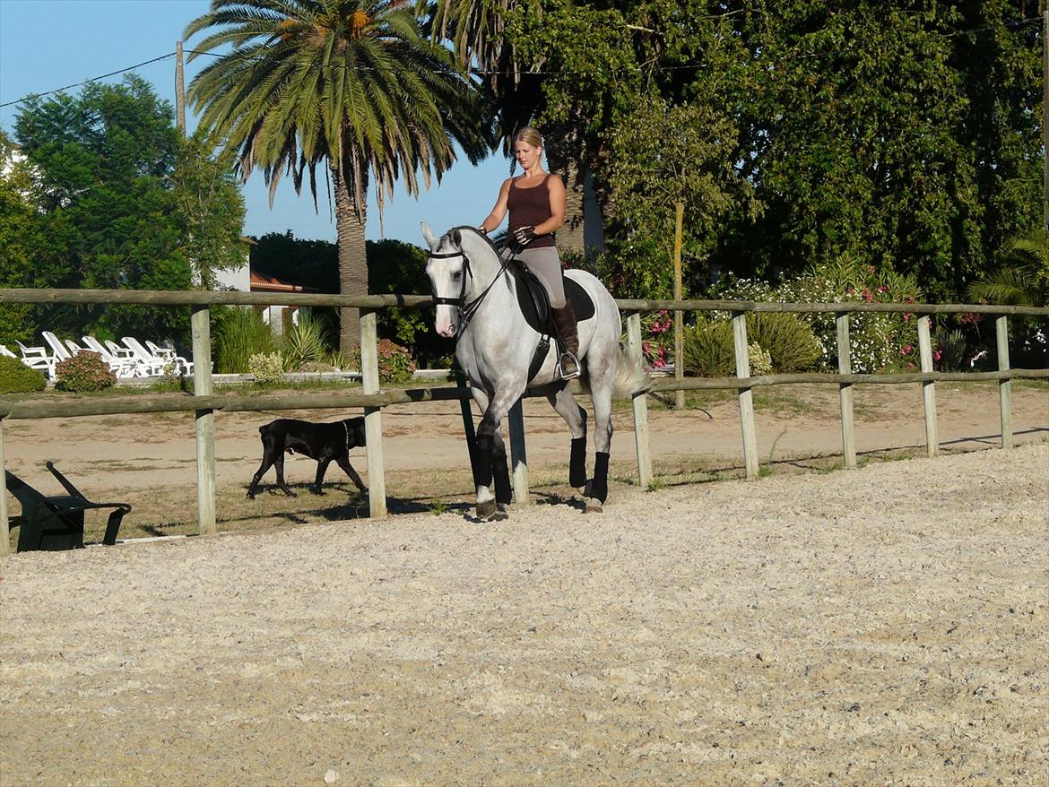 Lusitano Bemparecido billede 13