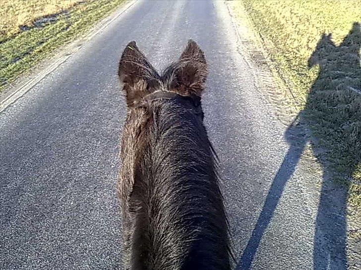 Anden særlig race Nevada - Yes så er vi på tur. billede 5