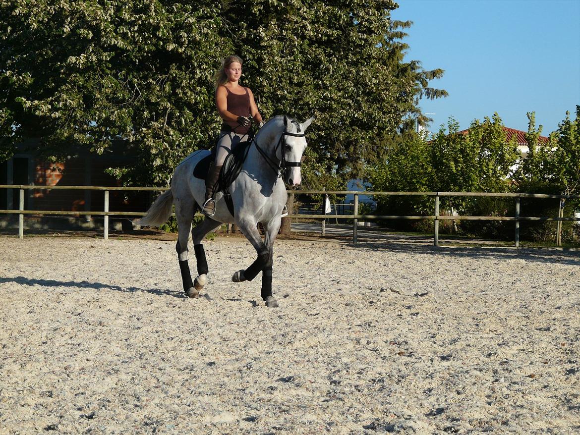 Lusitano Bemparecido billede 16