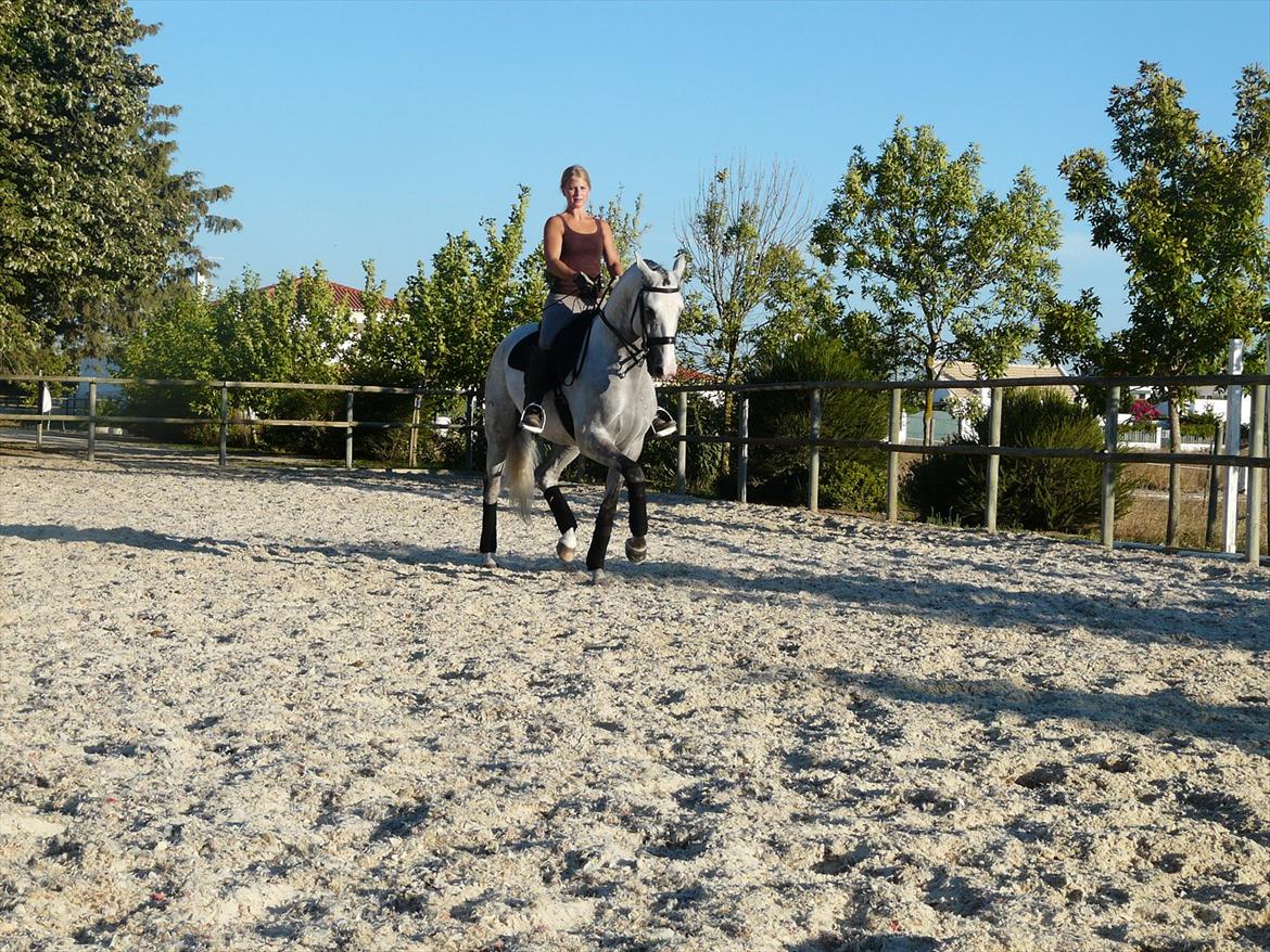 Lusitano Bemparecido billede 20