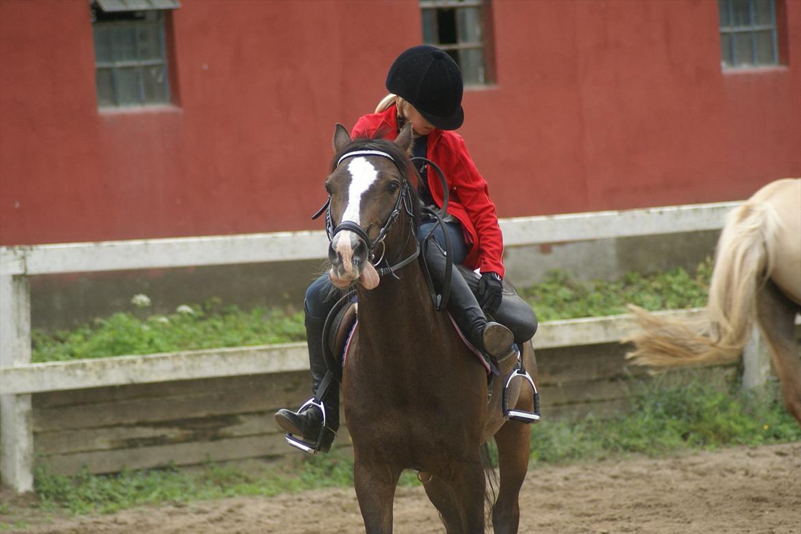 Anden særlig race Holmsgaards super sheik  - vi må huske at spæne gjron! :) billede 12