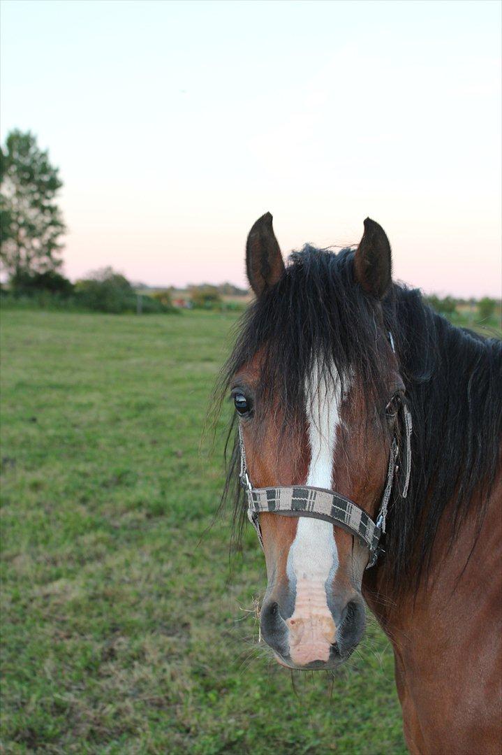 Welsh Pony (sec B) Velvet *SAVNET* - Savner dig smukke :'( billede 20