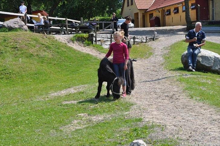 Miniature Balder  billede 11