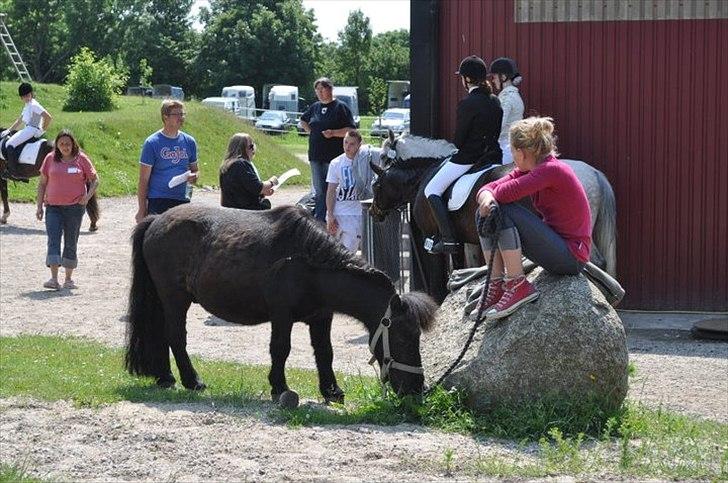 Miniature Balder  billede 12