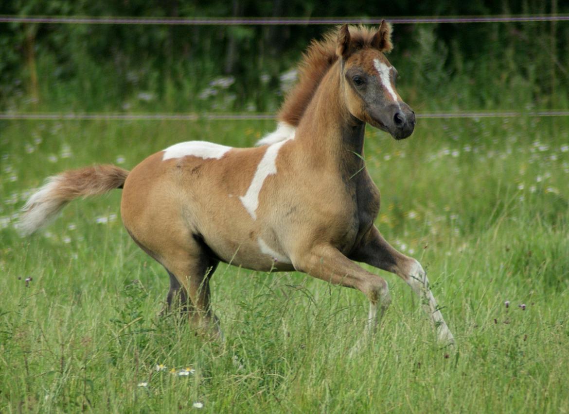 Pinto Extassie Vildal *SOLGT* - Extassie Vildal 1½ mdr. gammel.

Foto: Alina-Arabians billede 15