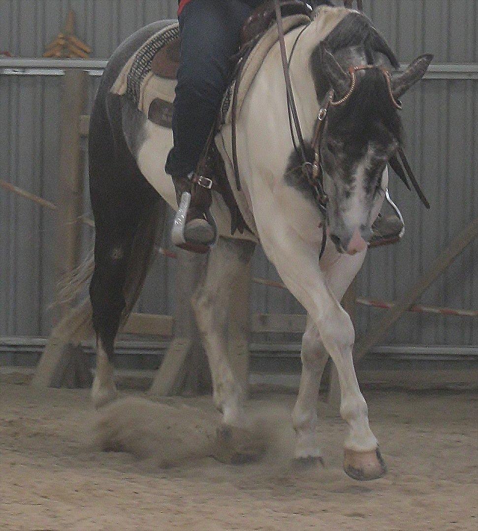 Anden særlig race Skullerup´s Jackpot billede 6