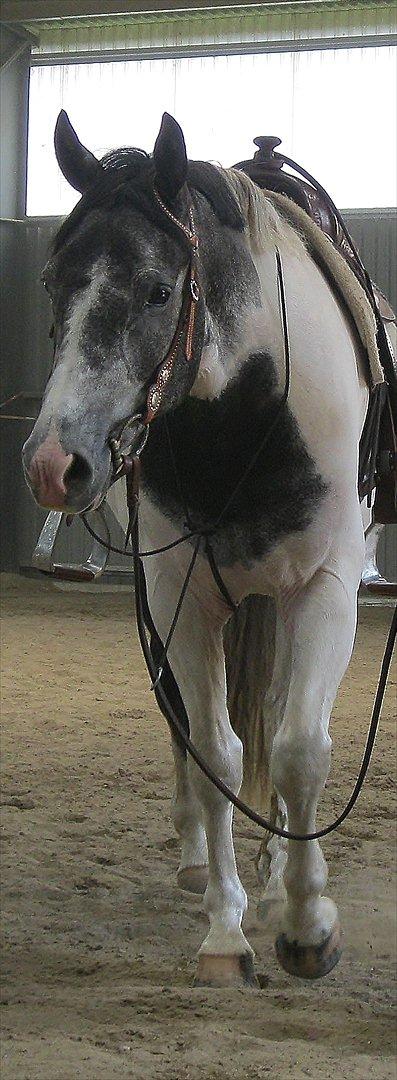 Anden særlig race Skullerup´s Jackpot billede 7