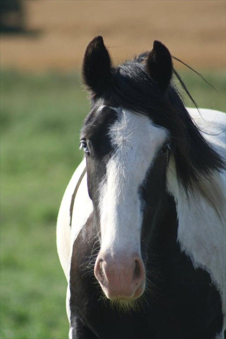 Irish Cob Renaldo (Nalle) R.I.P billede 1