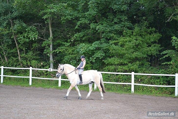 Fjordhest Tronto - kirstine og tronto billede 2