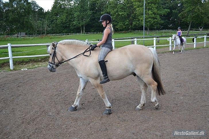 Fjordhest Tronto billede 3