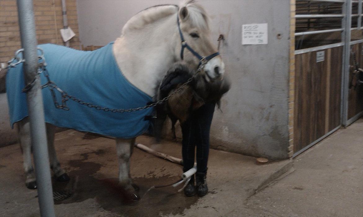 Fjordhest Tronto billede 4