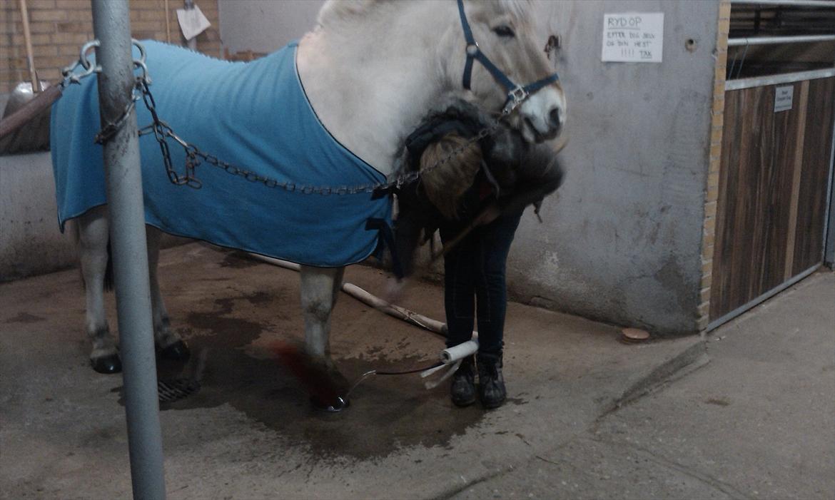 Fjordhest Tronto billede 5