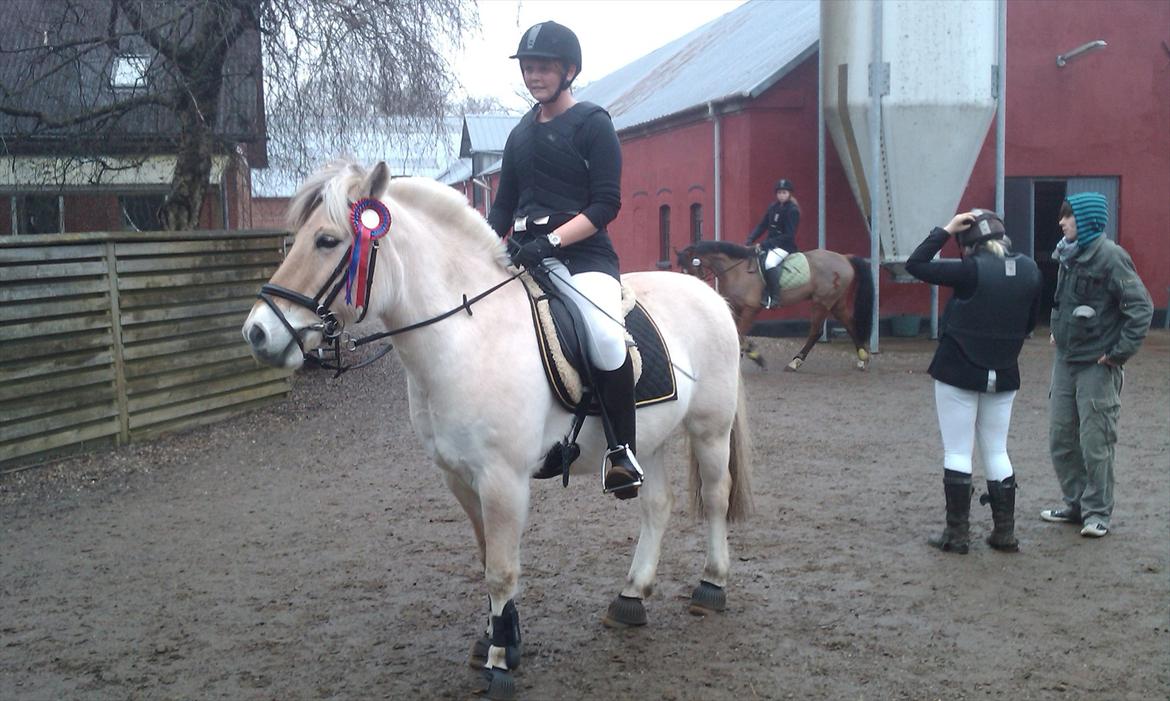 Fjordhest Tronto billede 6