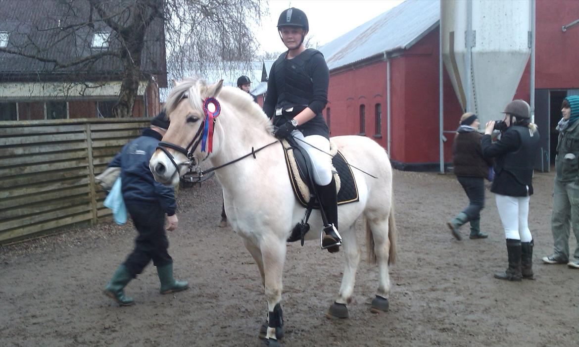 Fjordhest Tronto billede 7