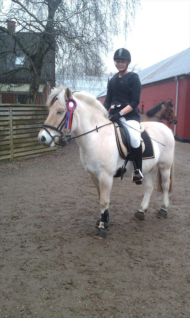 Fjordhest Tronto billede 8