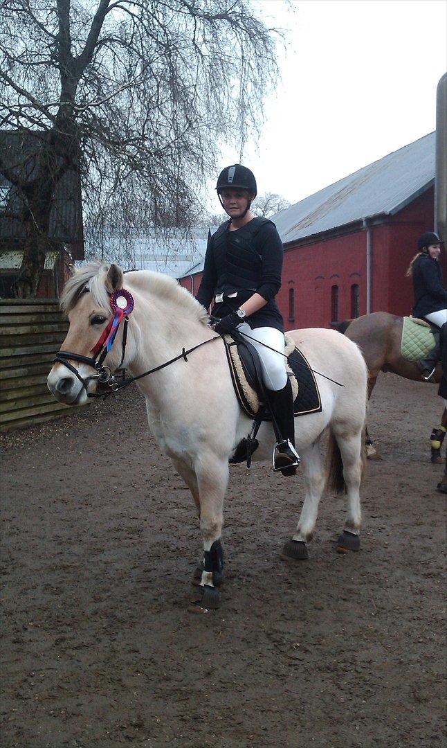 Fjordhest Tronto billede 9