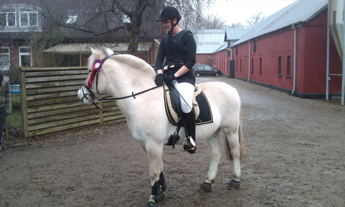 Fjordhest Tronto billede 10