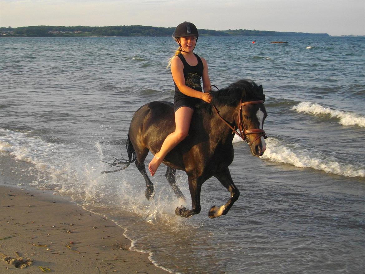 Welsh Mountain (sec A) Kobbersmedens Olivia (Solgt) - Galop i vandkanten på den dejlige tøs <3 billede 1