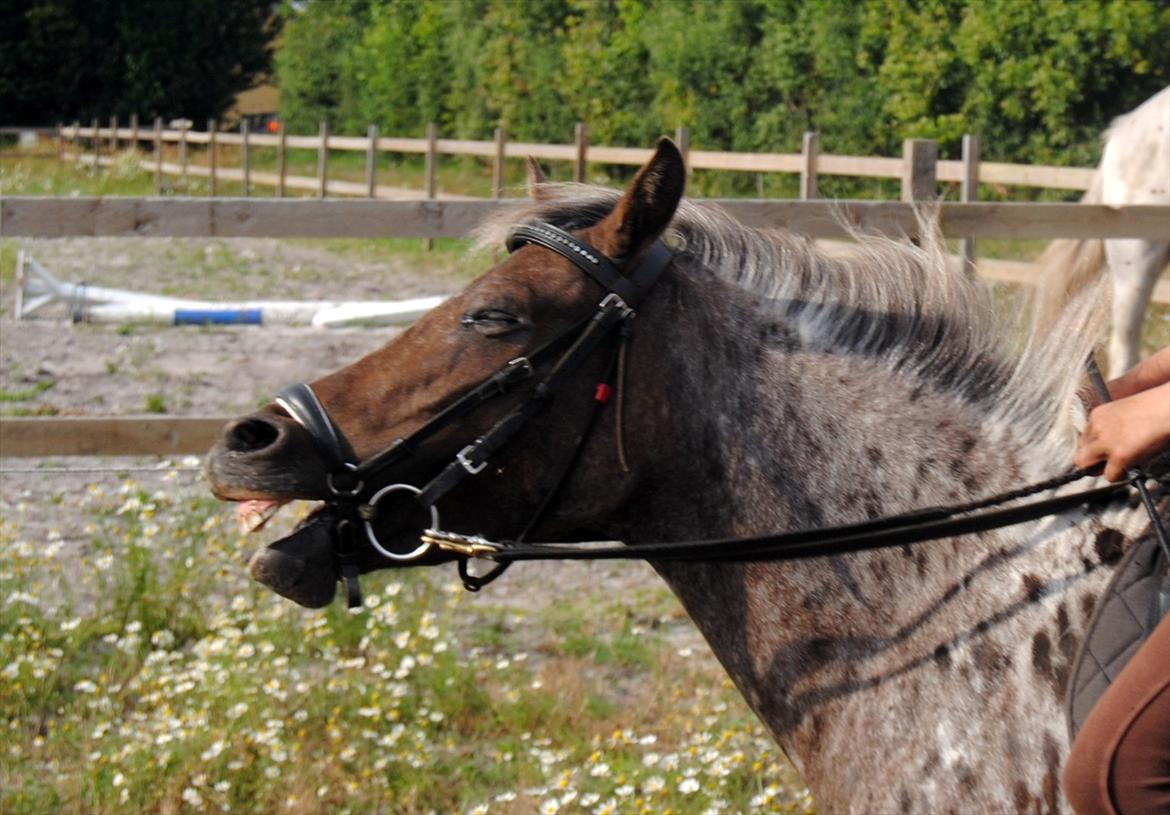 Knabstrupper Moselunds Kikki billede 1