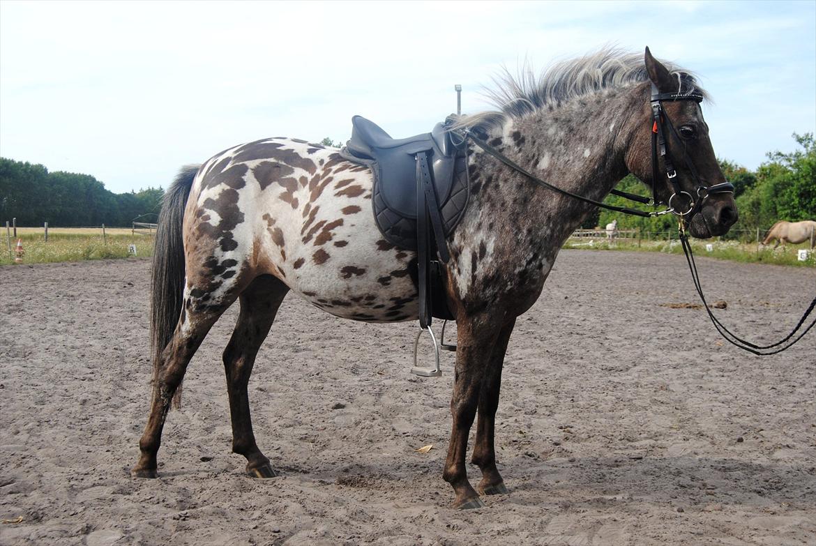 Knabstrupper Moselunds Kikki billede 2