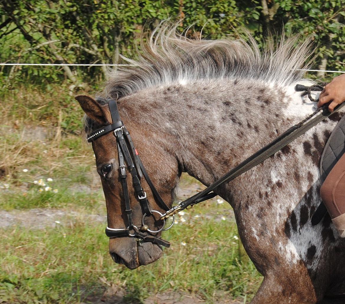 Knabstrupper Moselunds Kikki billede 3