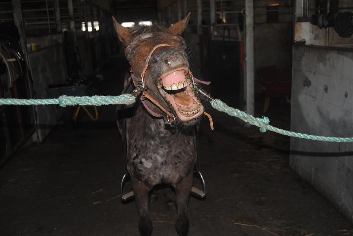 Knabstrupper Moselunds Kikki billede 4