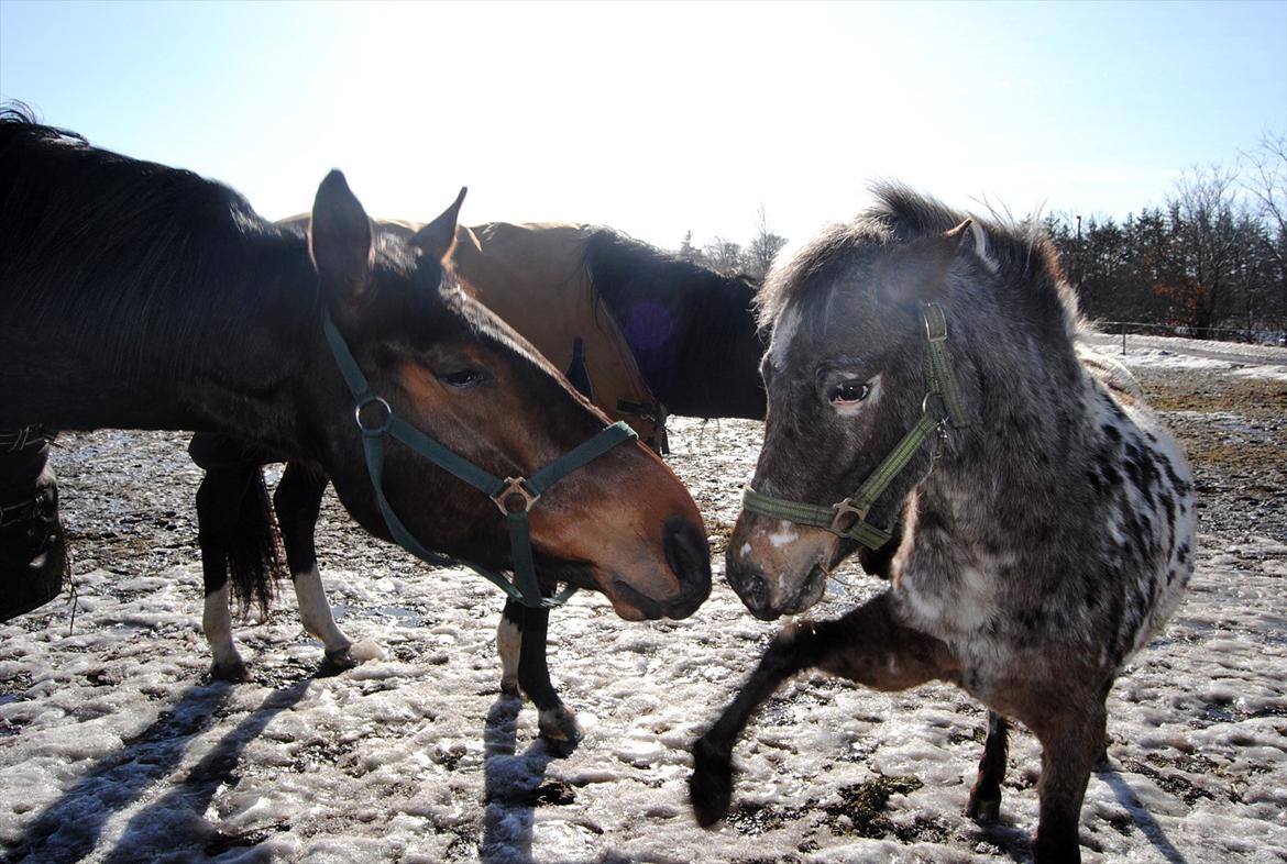 Knabstrupper Moselunds Kikki billede 5