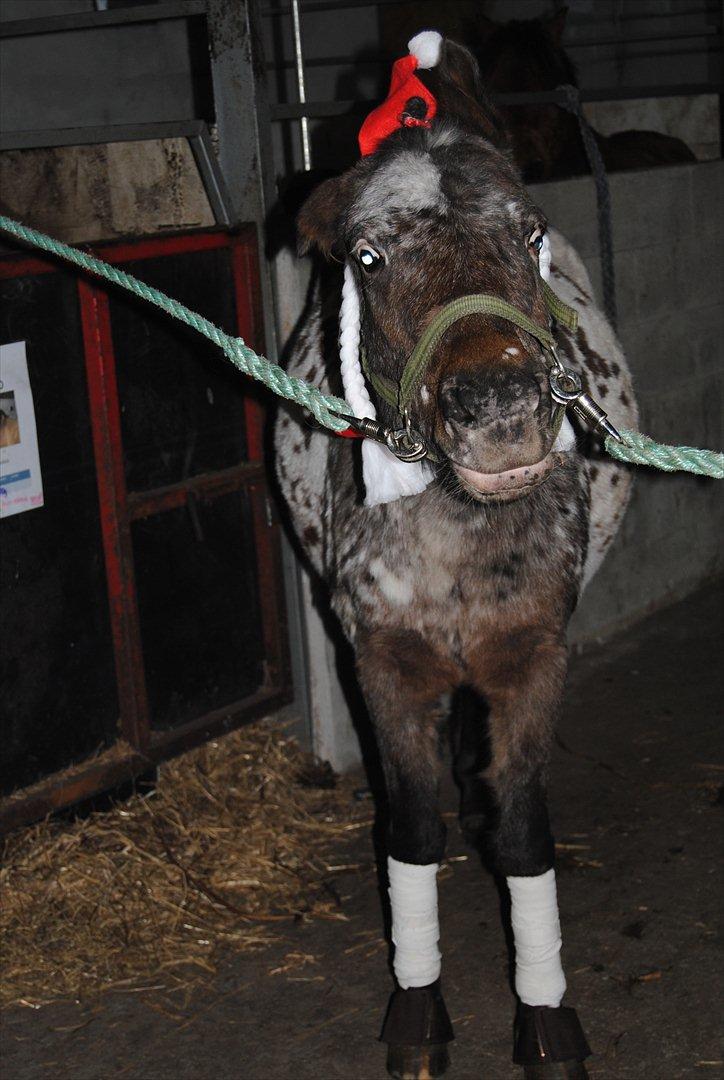 Knabstrupper Moselunds Kikki billede 6