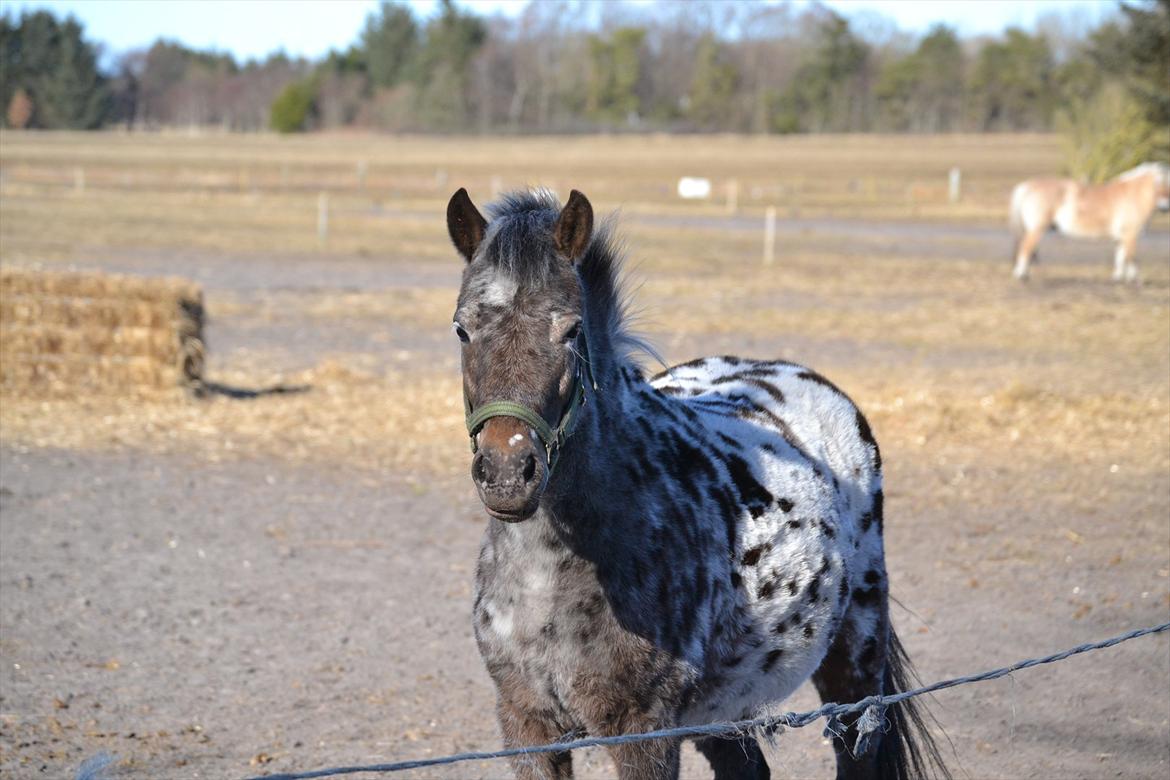 Knabstrupper Moselunds Kikki billede 7
