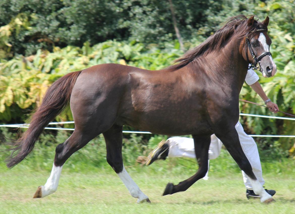 Welsh Pony (sec B) Bjerregårds Witek - var med til at vinde DM ved Kåring 2011 billede 9