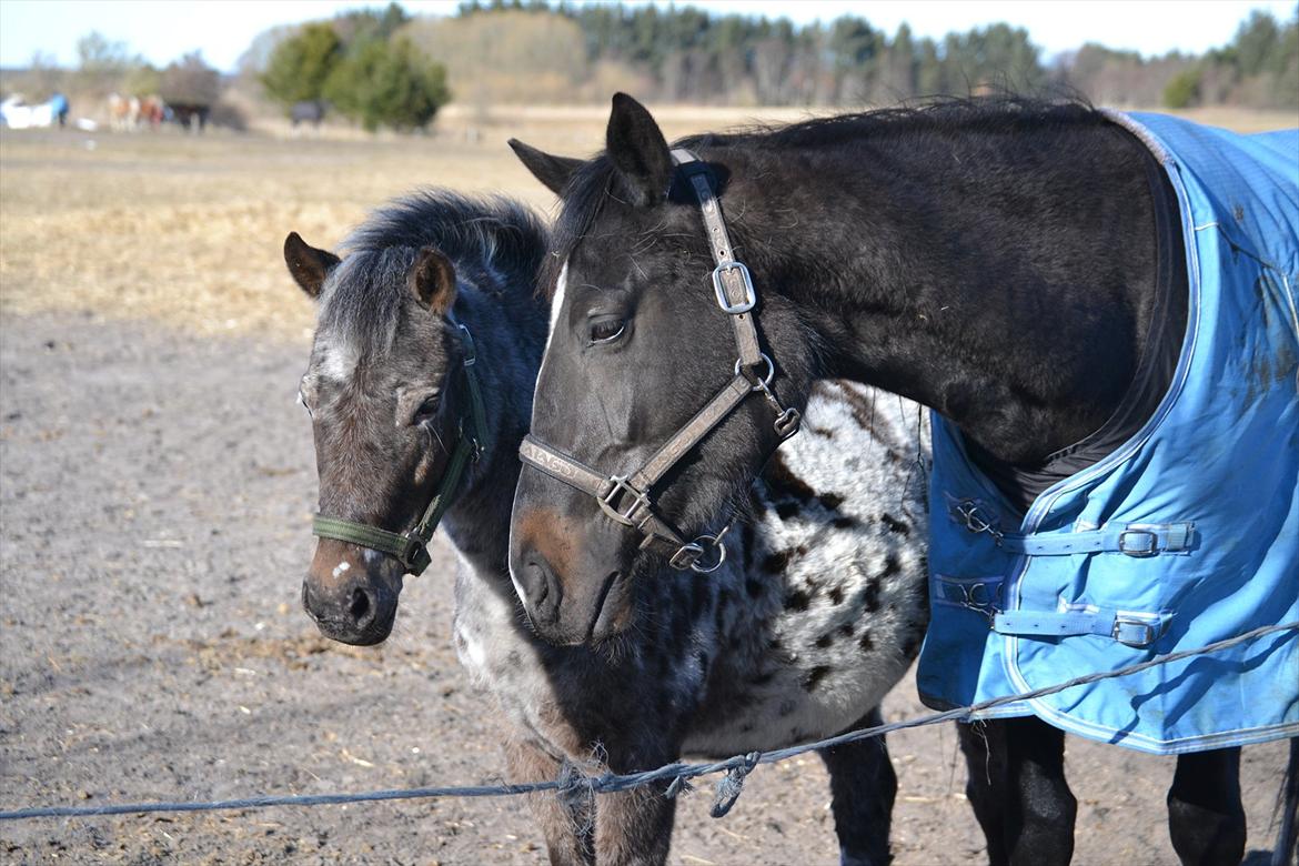 Knabstrupper Moselunds Kikki billede 10