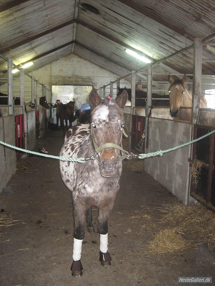 Knabstrupper Moselunds Kikki billede 11