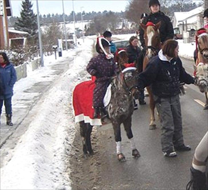 Knabstrupper Moselunds Kikki billede 12