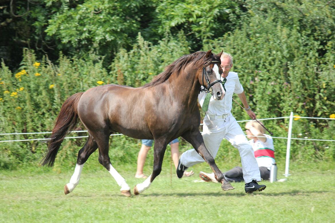 Welsh Pony (sec B) Bjerregårds Witek - var med til at vinde DM ved Kåring 2011 billede 10
