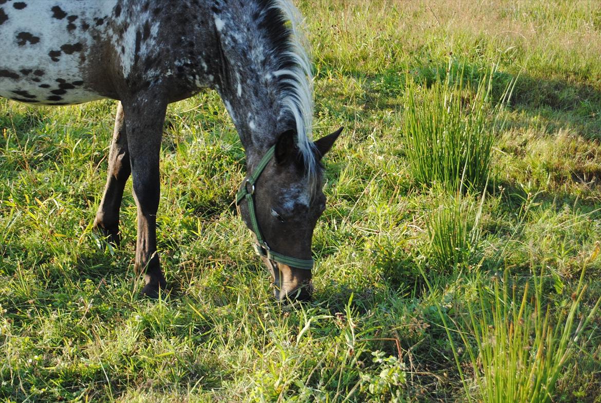 Knabstrupper Moselunds Kikki billede 13