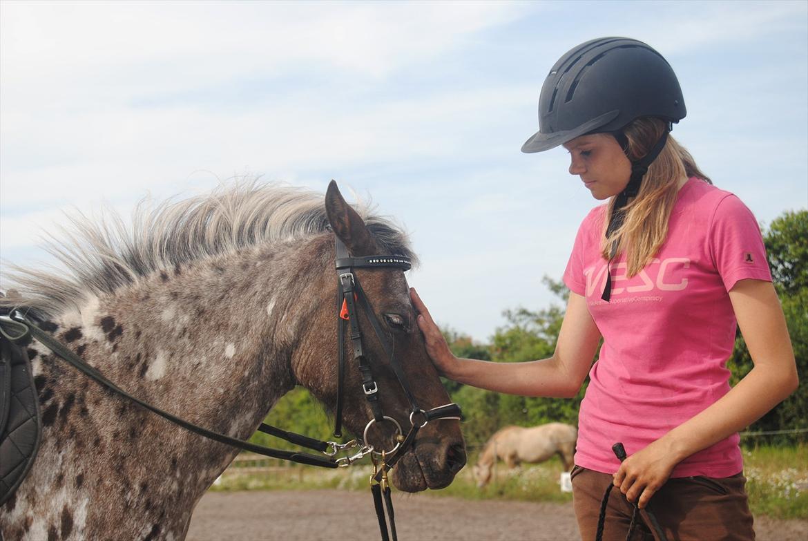 Knabstrupper Moselunds Kikki billede 14