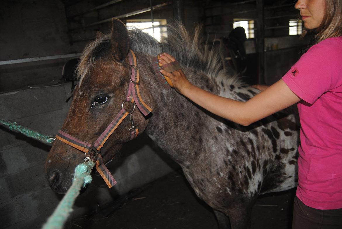 Knabstrupper Moselunds Kikki billede 15