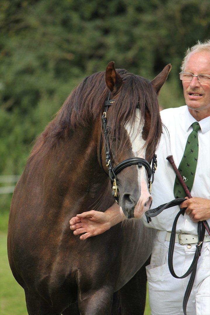 Welsh Pony (sec B) Bjerregårds Witek - var med til at vinde DM ved Kåring 2011 billede 11