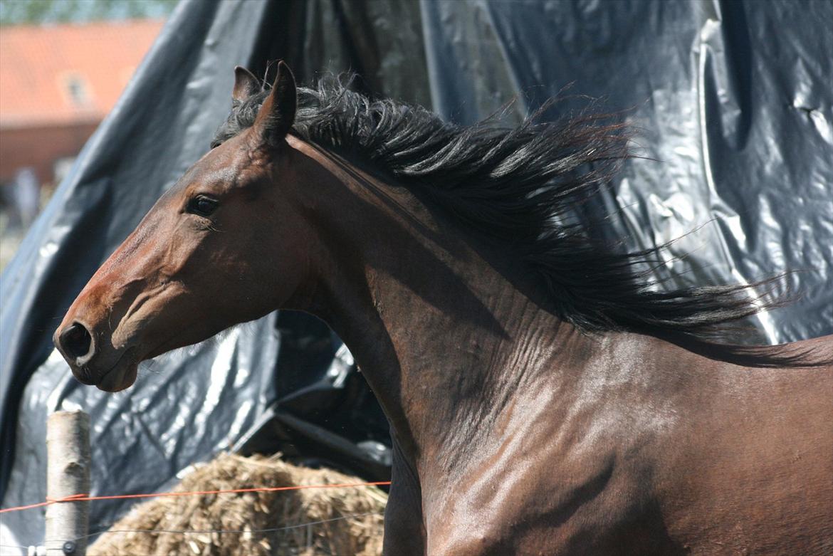 Barockpinto Xena Fan Stald Barok billede 4