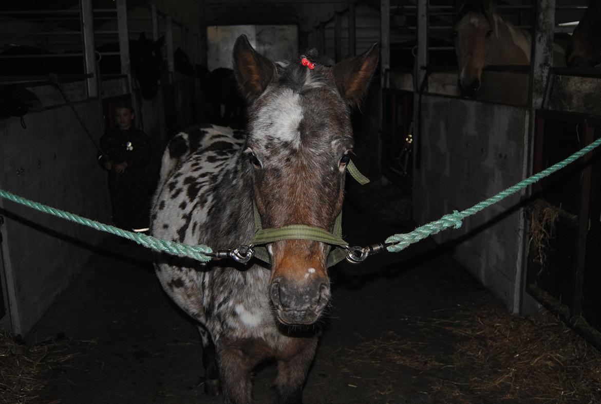 Knabstrupper Moselunds Kikki billede 9