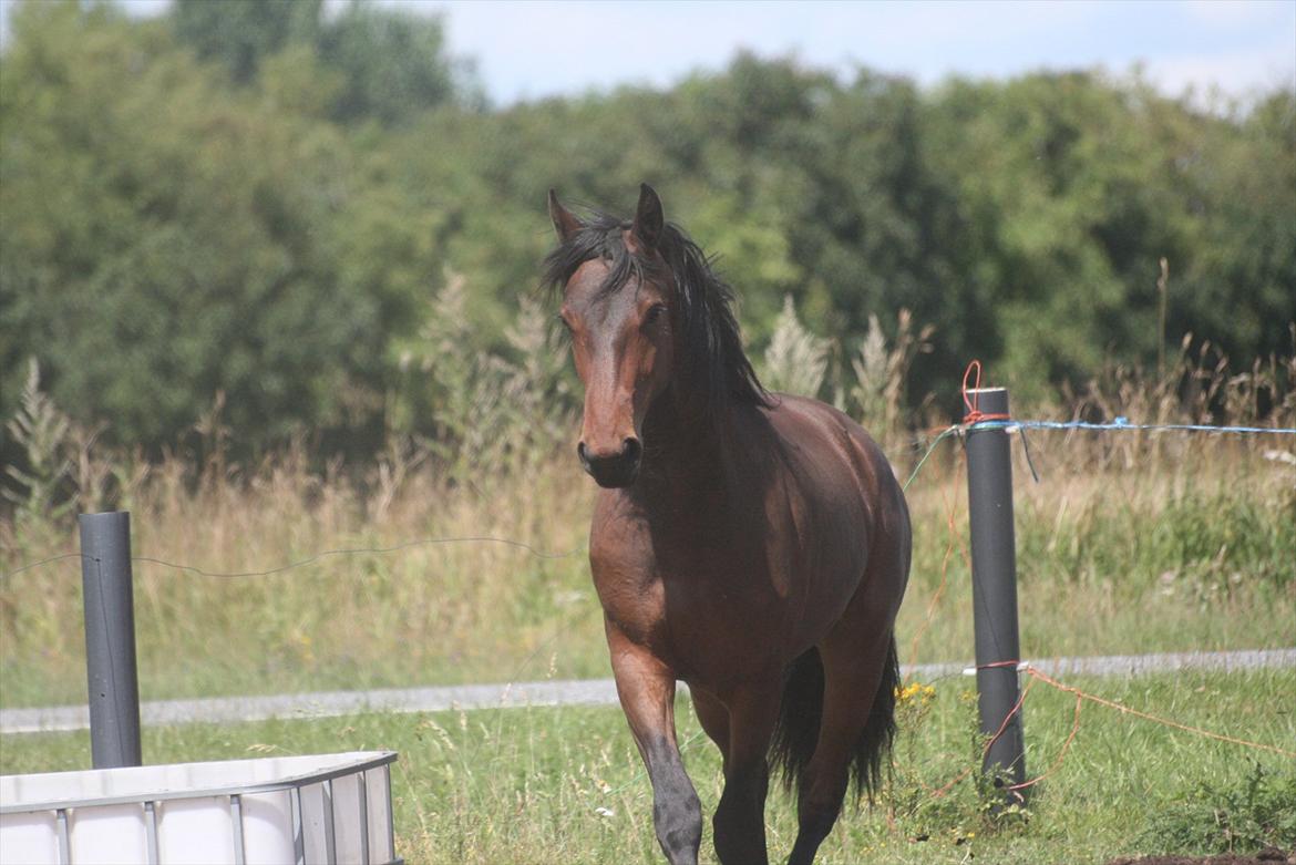 Barockpinto Xena Fan Stald Barok billede 6