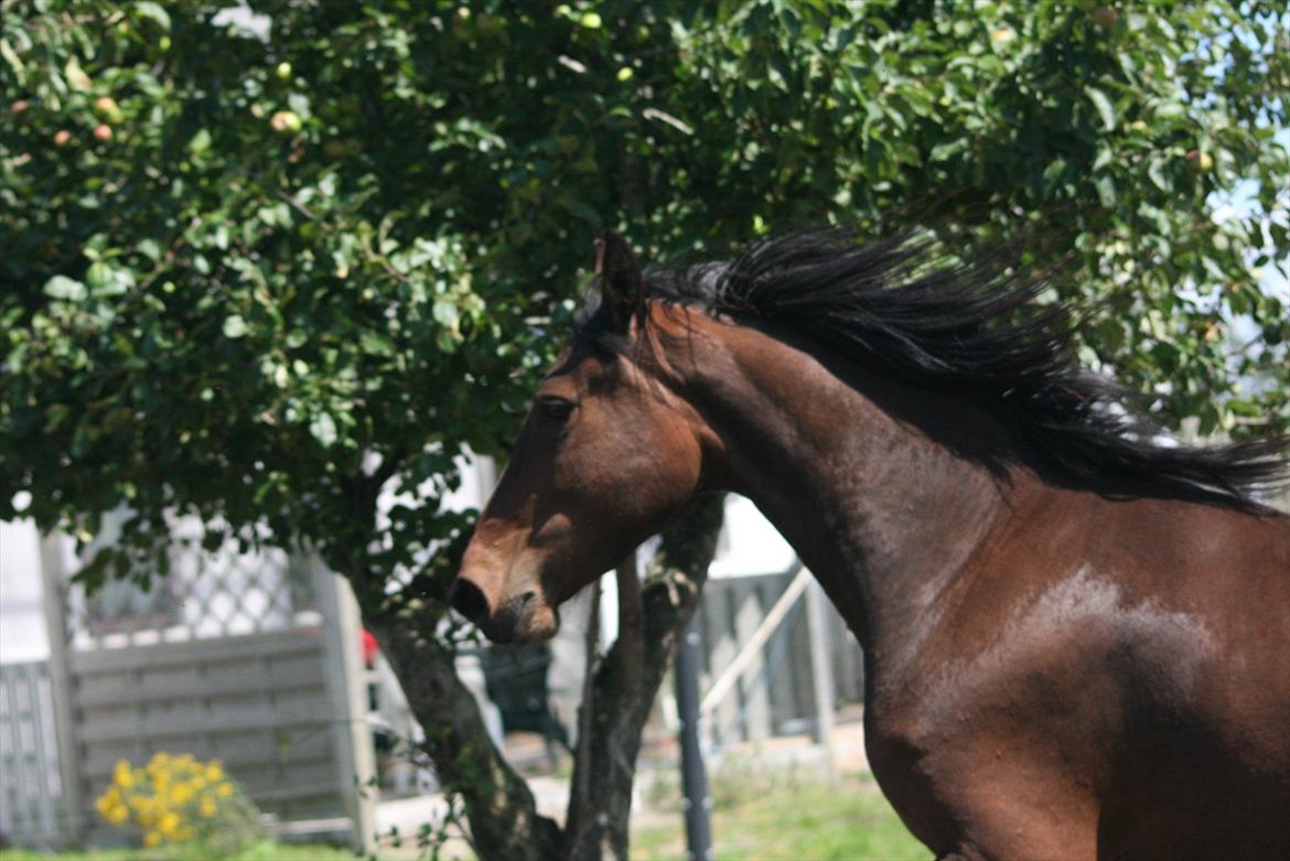 Barockpinto Xena Fan Stald Barok billede 7