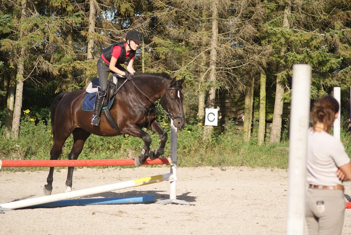 Oldenborg Noir  |Sorte| - Skønne dreng! <3 billede 15