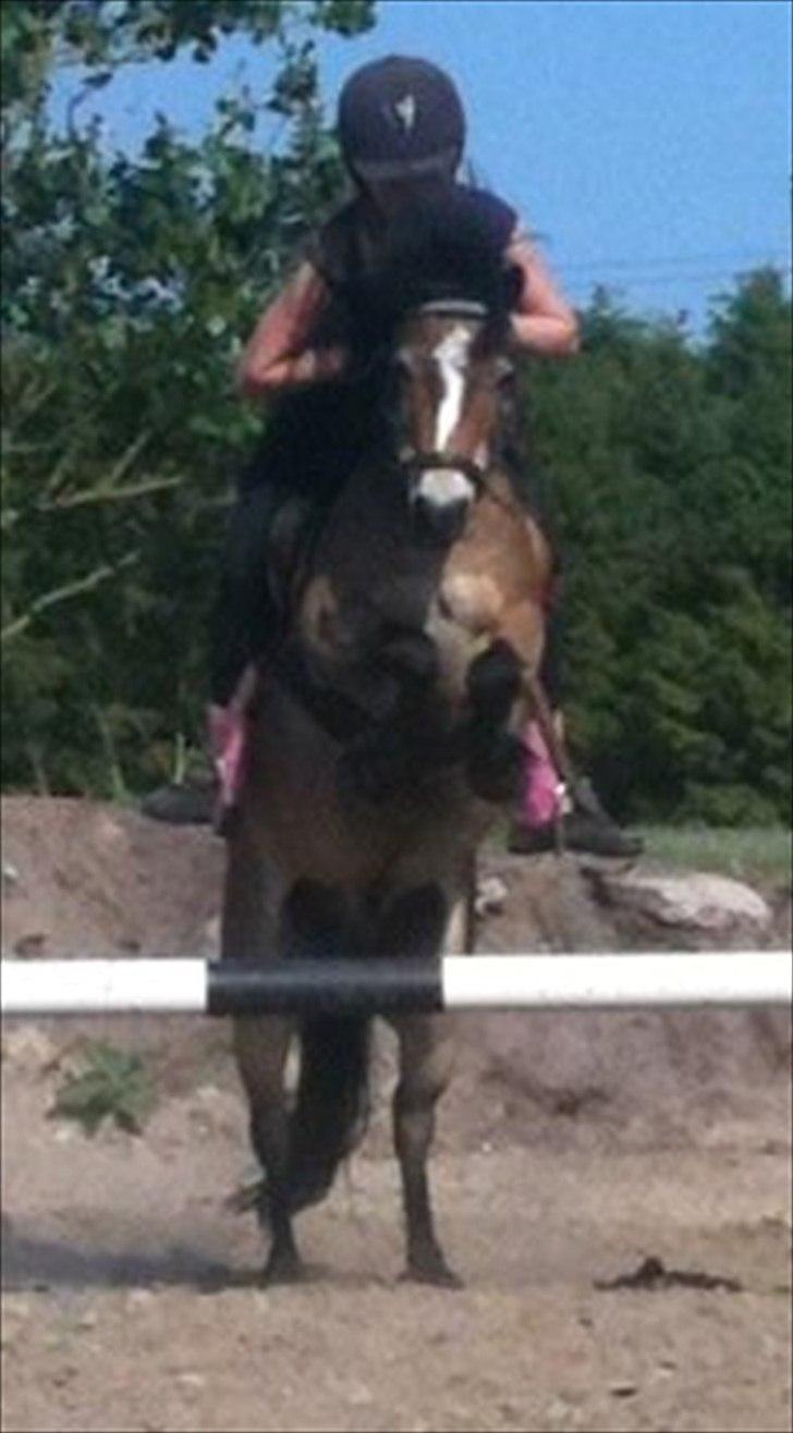 Anden særlig race Sofus billede 9