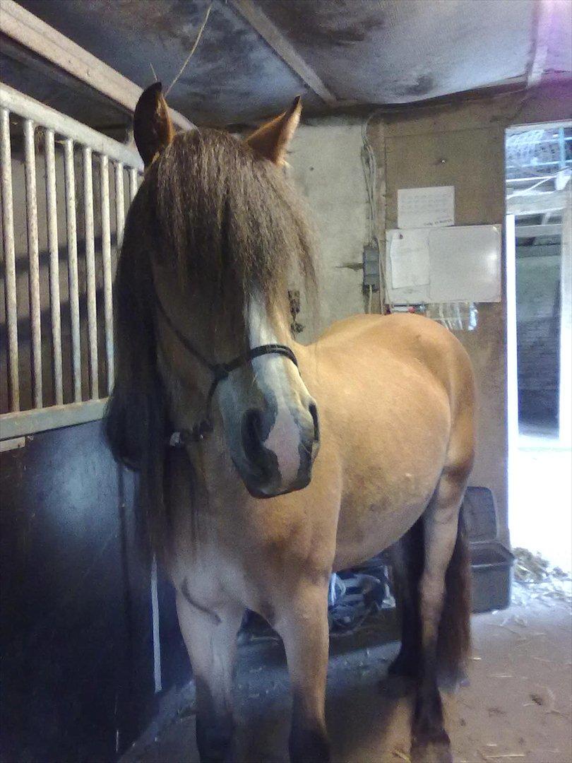 Irish Cob Crossbreed Nova<3 billede 5