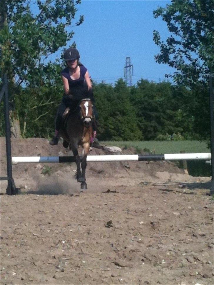 Anden særlig race Sofus billede 11